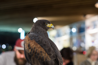 Harris Hawk on display for an art class