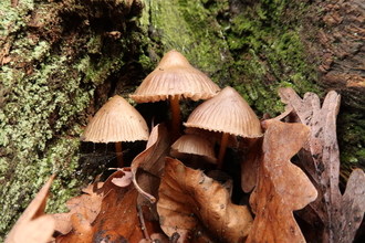 Mushroom by tree