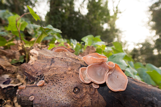 Jelly ear fungus