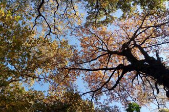 Looking up into the canopy