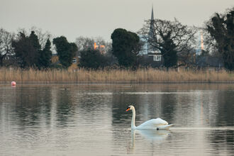 Swan on the surface of a reservoir with reeds and trees in the background.