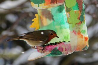 Robin perched on a home made milk bottle bird feeder eating seed