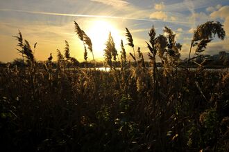 Ah autumn sunset at Woodberry Wetlands, looking through the reeds