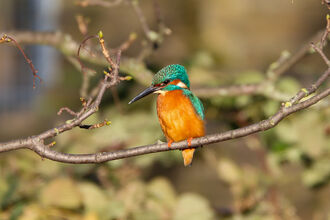 A kingfisher perched on a branch.