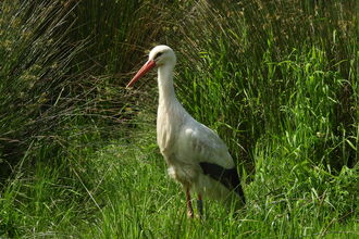 A white stork standing amongst green vegetation