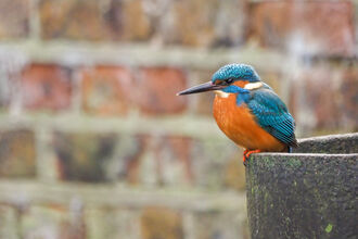 A blue and orange kingfisher perches on a stone pipe against a brick wall backdrop