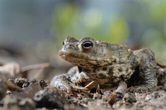 A common toad