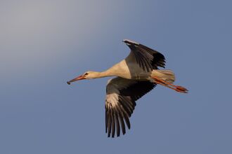 A white stork in flight