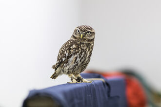 A brown and white speckled little owl stands on a perch and looks towards the camera.