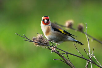 A goldfinch sat on a branch