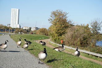 A group of Canada geese walk along a gravel path and adjacent grass