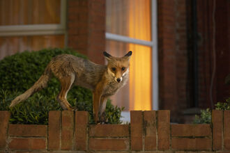 A red fox standing on a brick wall outside a house at night