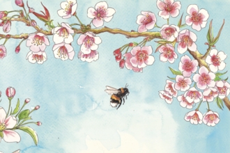 A watercolour sketch of pink cherry blossom, with one bumblebee on the plant and another flying towards it.