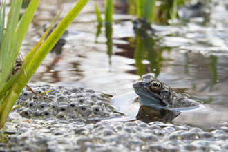 A frog's head emerges from the water. Next to it is a clutch of frogspawn.