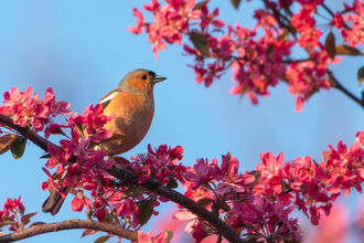 A male chaffinch, with pinkish breast and bluey grey head, perches on the branch of a tree with dark pink blossom proliferating all around it. There is a blue sky in the background.