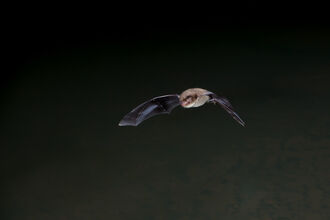 A daubenton's bat, with a brown body and dark wings, flies with wings outstretched. The background is pitch black