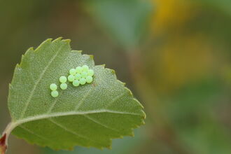 Small insect eggs are neatly sitting on the underside of a leaf