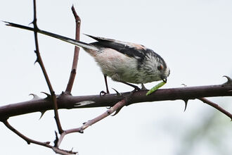 A long tailed tit on a branch with a caterpillar 
