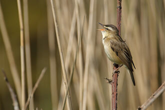 A sedge warbler, with light & dark brown plumage with a cream eyestripe, sings from a plant stem amongst reeds.