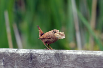 A small brown bird perches on a fence with a feather in its beak