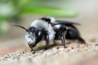 A grey and black ashy mining bee sits on a stony surface.