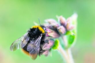 A black and yellow bumblebee sits on a set of light pink flower buds