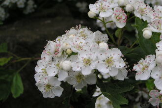 White clustered flowers with 5 petals are growing from a tree with green leaves