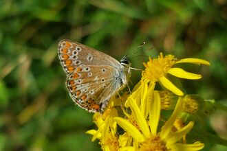 A brown hairstreak butterfly feeding on a yellow flower