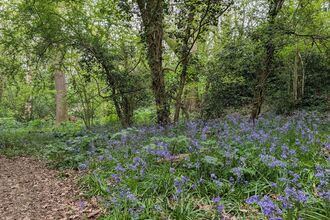 A carpet of bluebells with trees behind in Coulsdon Coppice