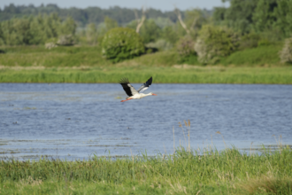 Stork flying over grassland with a blue lake and trees in the background