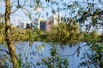 Tree branches hang down and shoot up in front of a view of a reservoir with a city skyline in the background.