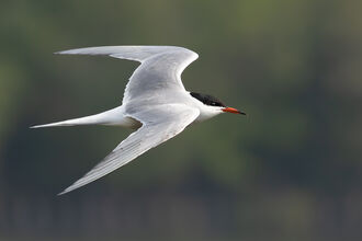 A common tern flies in profile with a blurred green background. Its pointed bent wings have a light grey colour, fading to a white pointed tail. It has a black band on its head, like a bandana, and a black tip at the end of its red bill.