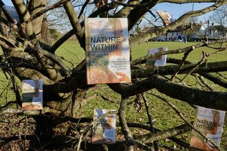 A photo of a tree with Nature Within books hanging from the branches
