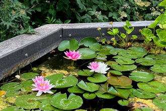 Pond with green leaves of water lilies and four pink and white lily flowers