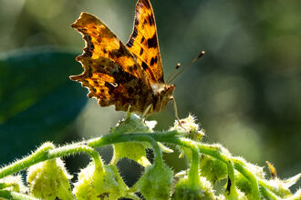 A comma butterfly sat on a horizontal plant stem 