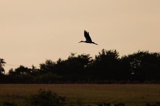 White stork silhouette in flight over the landscape