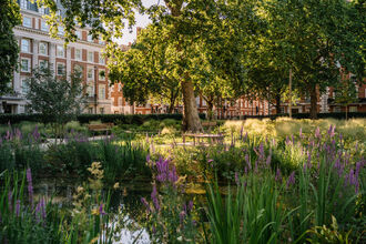 the urban park pond at grosvenor square surrounded by purple wildflowers and tall grass, with benches, mature trees, and brick buildings in the background
