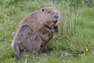 A beaver sits on its haunches on grassy ground. It holds its paws just underneath its chin and looks to the right of frame.