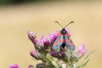 A five-spot burnet moth sits on a purple flower. The moth has a black body and antennae, light grey wings, and three red spots on each wing.