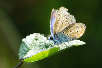 A common blue butterfly on a leaf 