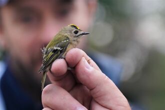 A very small goldcrest is held in someone's hand. Seen in profile, you can make out the bird's yellow crest as well as its olive-coloured back feathers than turn into black wings. 