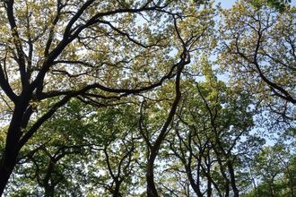 The canopy of oak trees in a woodland