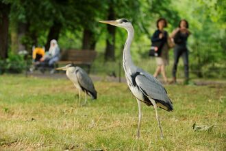 Two herons stand on grass in a park. Two passersby are looking at them as they walk on a nearby path, and another person sits on a park bench.