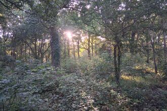 Dappled light coming through the trees at Gutteridge Wood 