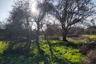 Sun shining through the trees at Gutteridge Wood and Meadows 