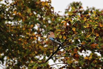 A jay perches on a branch looking to the left. Around it and in the background is autumnal foliage: a mix of green and orange leaves.