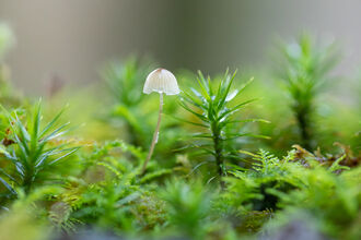 Mycena mushroom closeup among moss