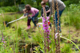 An image of a purple flower spike in the foreground with a family in the background.