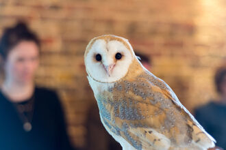 A barn owl looks straight on at the camera, with dark black eyes, white face, and pink bill. Its orangey-brown back is flecked with grey spots. Out of focus in the background are class attendees.