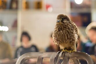 Bird of Prey on a perch in a classroom
